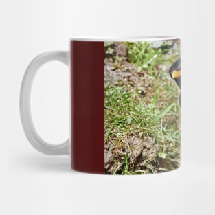 r699/  an Attentive Blackbird - Merle Attentif ! " Les Oiseaux du jardin " simply life " to Okaio Créations - Olavia-Olao Mug